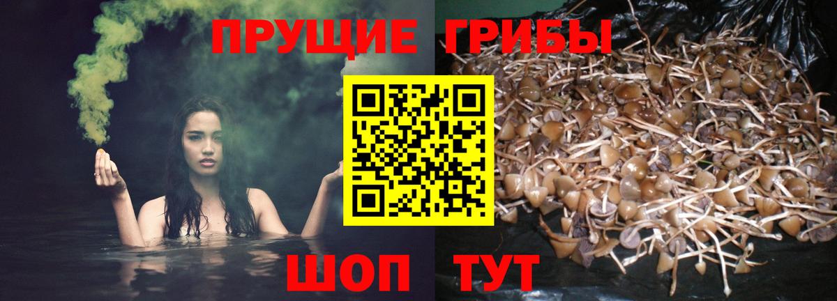 Псилоцибиновые грибы Psilocybine cubensis  Вход с VPN  Ковров 
